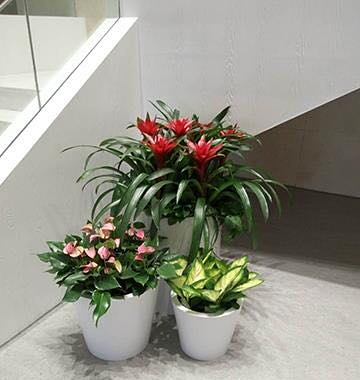 室內(nèi)花卉租賃組盆